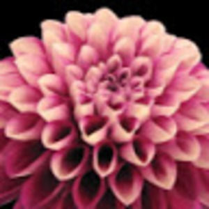 Meet your Posher, Toninetta